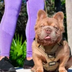 A kutya, ami drágább, mint egy autó: így néz ki a világ legdrágább és legkülönlegesebb francia bulldogja