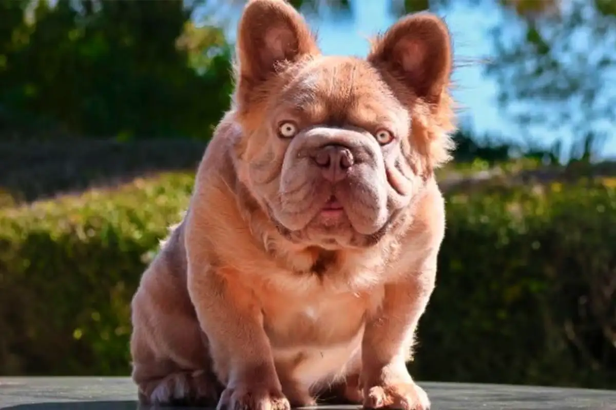 A kutya, ami drágább, mint egy autó: így néz ki a világ legdrágább és legkülönlegesebb francia bulldogja