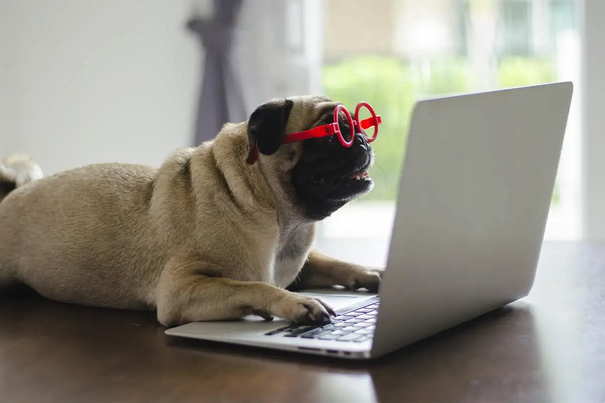 Látják-e a kutyák a telefon képernyőt, és felismerik-e a gazdát? – A válasz nem az, amire gondolsz