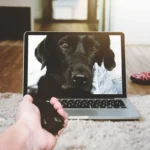 Látják-e a kutyák a telefon képernyőt, és felismerik-e a gazdát? – A válasz nem az, amire gondolsz