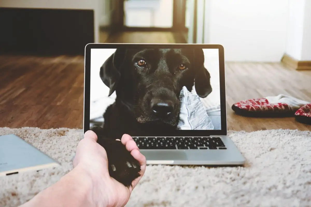 Látják-e a kutyák a telefon képernyőt, és felismerik-e a gazdát? – A válasz nem az, amire gondolsz