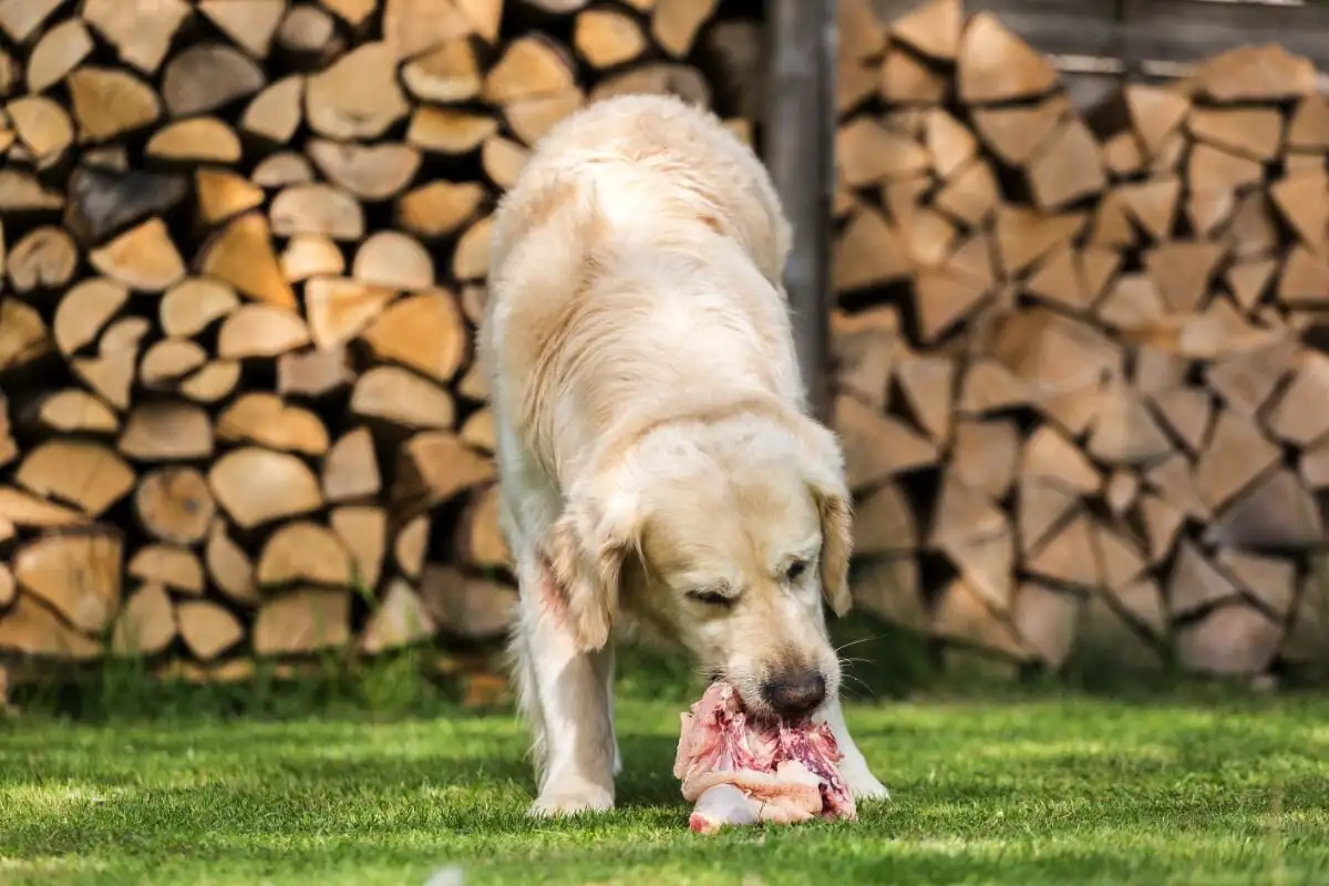 Csirkebőr kutyáknak: veszélyes vagy oké – zsír, koleszterin, fűszerek kockázata