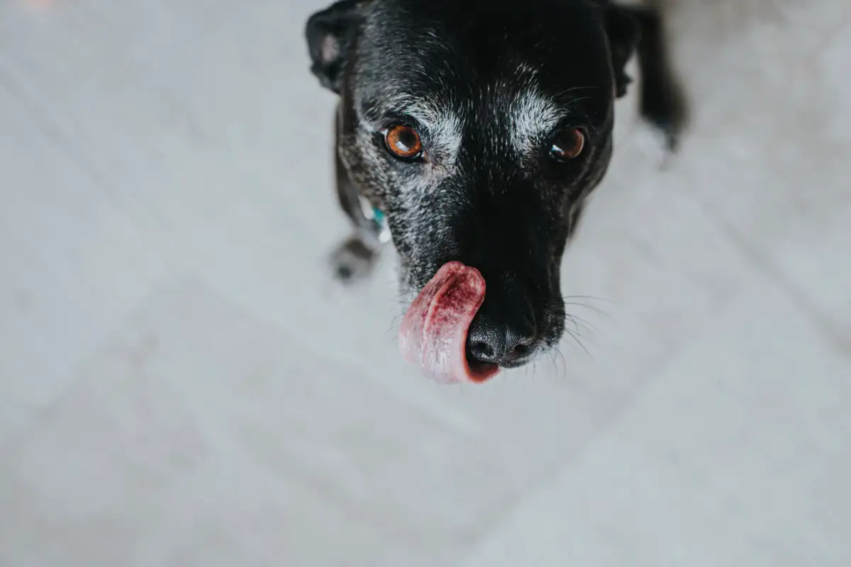 Csirkebőr kutyáknak: veszélyes vagy oké – zsír, koleszterin, fűszerek kockázata