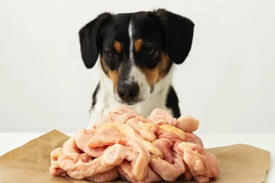 Csirkebőr kutyáknak: veszélyes vagy oké – zsír, koleszterin, fűszerek kockázata