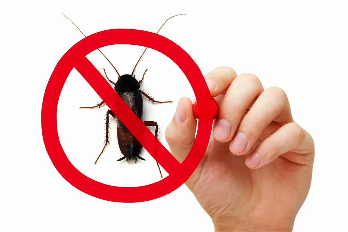 A csótányok gyűlölik a bazsalikom illatát – főleg az úgynevezett esztragol nevű olajat, ami számukra elviselhetetlen. Egy maréknyi friss vagy szárított bazsalikommal szó szerint elzárhatod előttük a konyhát. Ráadásul teljesen természetes, filléres és azonnal működik. Íme a 4 leghatékonyabb módszer, amit most minden okos háziasszony alkalmaz. 1. Friss bazsalikomcserép – a legegyszerűbb és legszebb megoldás Tégy a konyhapultra, az ablakpárkányra vagy a mosogató mellé 1-2 bazsalikomcserepet. Az élő növény folyamatosan árasztja az illatot, és közben még főzéshez is használhatod. A csótányok messziről elkerülik a területet. 2. Szárított vagy friss levelek szórva Szórj szárított vagy friss, kicsit összetört bazsalikomlevelet a konyhaszekrény sarkába a hűtő mögé a szemetes környékére a csótányok kedvenc útjaira Heti egyszer cseréld ki, hogy mindig friss legyen az illat. 3. Bazsalikomos spray – ha azonnal erős hatást akarsz Forralj fel 2-3 marék friss bazsalikomot 5-10 percig egy liter vízben. Hűtsd le, szűrd le, öntsd spricnis flakonba. Fújd be vele a pult alatti részeket, a szekrényeket, a repedéseket, a mosogató alatti részt. Két-három naponta ismételd – a csótányok szó szerint menekülni fognak. 4. Kis textilzsákocskák – a fiókok és polcok védelme Száraz bazsalikomvirágot vagy leveleket tegyél apró vászon- vagy organzazsákocskába, és helyezd a fűszeres fiókba a liszt és cukor mellé a kamrapolcra Ezek akár két hónapig is hatékonyak maradnak. Miért működik ennyire jól? A bazsalikom illóolajai (esztragol, linalool, cineol) irritálják a csótányok szaglását és idegrendszerét, így inkább új helyet keresnek maguknak. Ráadásul teljesen biztonságos az emberre és a háziállatokra – ellentétben a vegyszeres spray-kkel. Egy cserép bazsalikom + egy kis spray, és kész: tiszta, illatos konyha csótányok nélkül. Próbáld ki még ma este – holnap reggel már te is érezni fogod a különbséget. A csótányok nem szeretik a bazsalikomot. A te konyhád viszont imádni fogja.