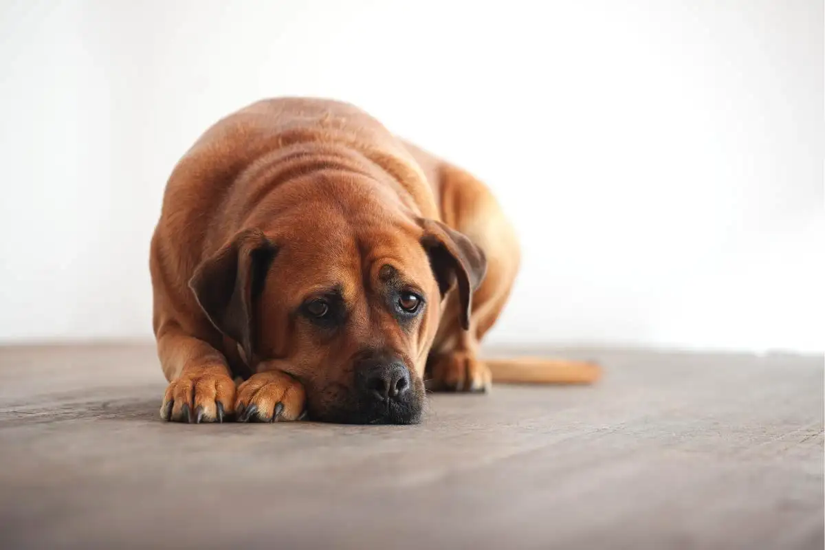 Mit érez a kutya, amikor új gazdához kerül – nem „csak” egy költözés, hanem valódi trauma