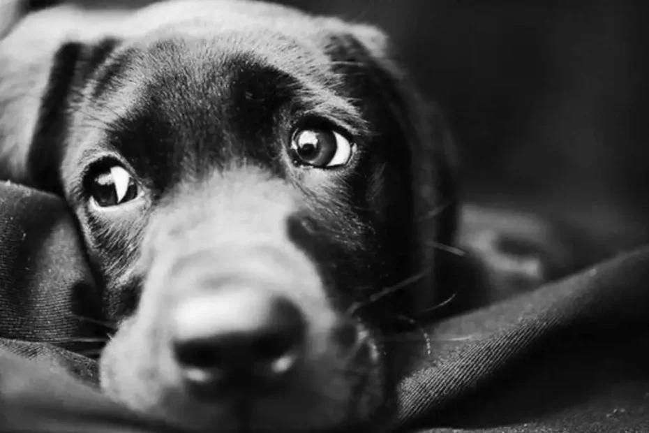 Mit érez a kutya, amikor új gazdához kerül – nem „csak” egy költözés, hanem valódi trauma