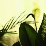 A növény, ami nyugalmat hoz és pszichésen megújít – feng shui titok a otthonodban!