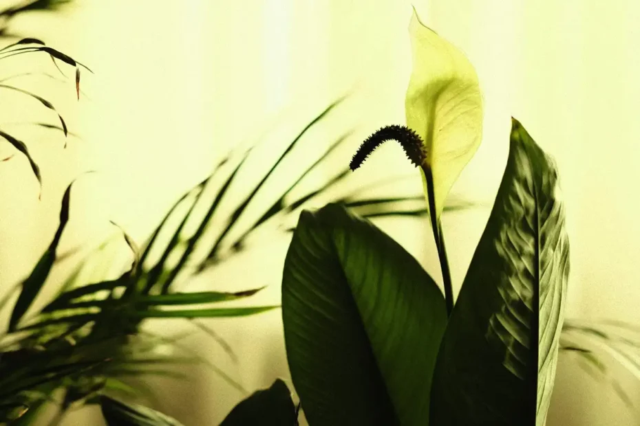 A növény, ami nyugalmat hoz és pszichésen megújít – feng shui titok a otthonodban!