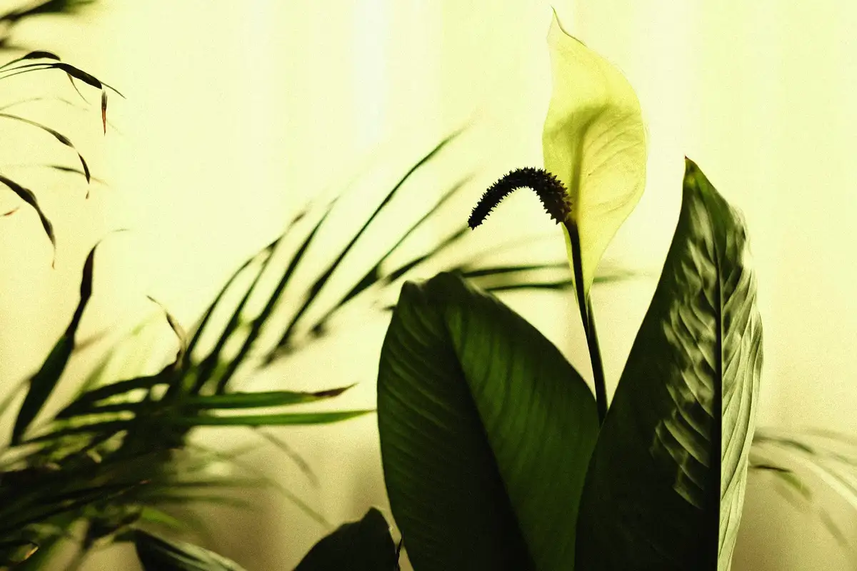 A növény, ami nyugalmat hoz és pszichésen megújít – feng shui titok a otthonodban!