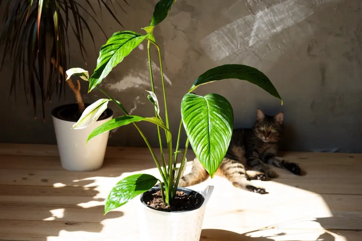 A növény, ami nyugalmat hoz és pszichésen megújít – feng shui titok a otthonodban!