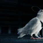 A galamb, amit GPS-szel irányítanak – ilyen egy igazi biokiborg 2025-ben