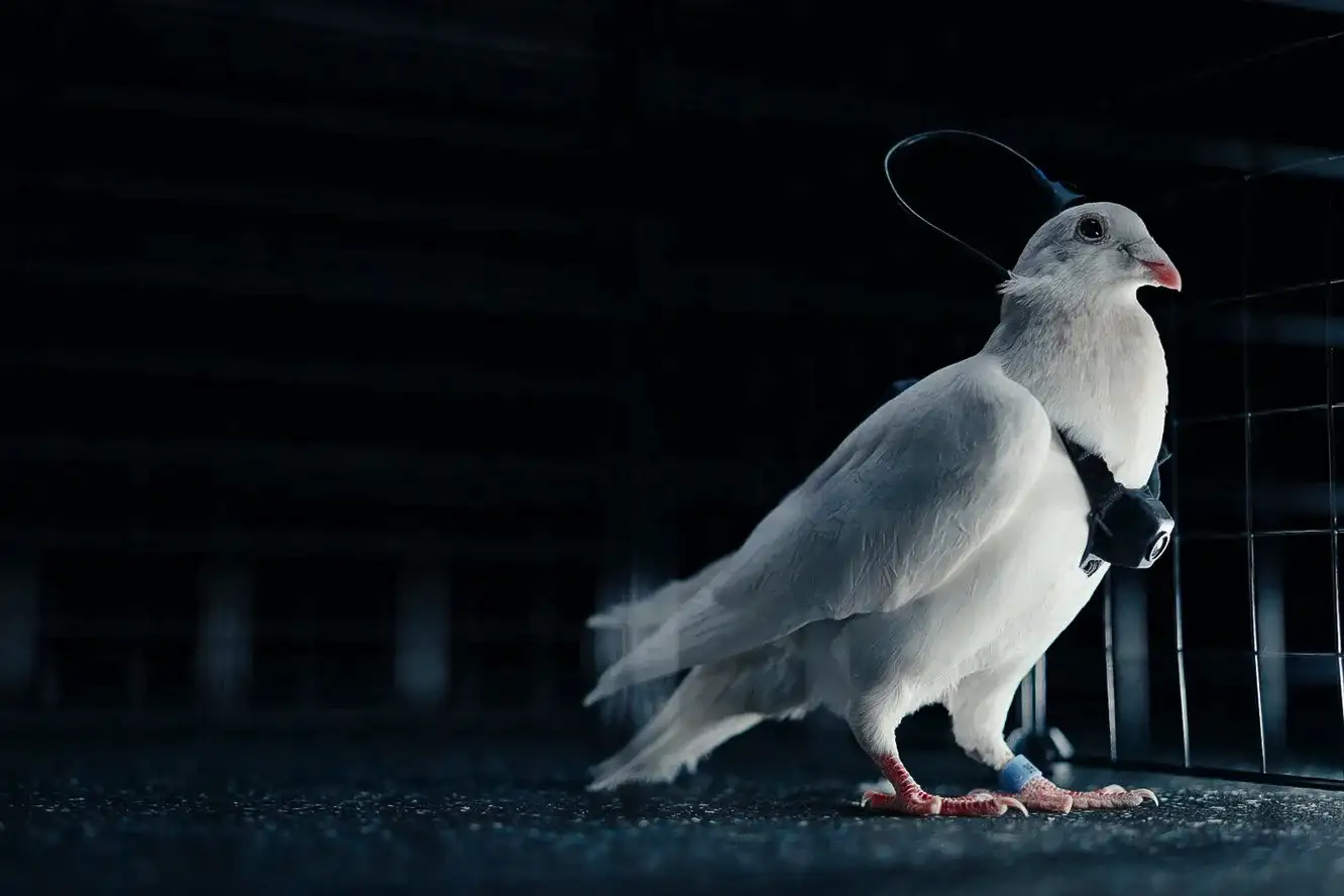 A galamb, amit GPS-szel irányítanak – ilyen egy igazi biokiborg 2025-ben