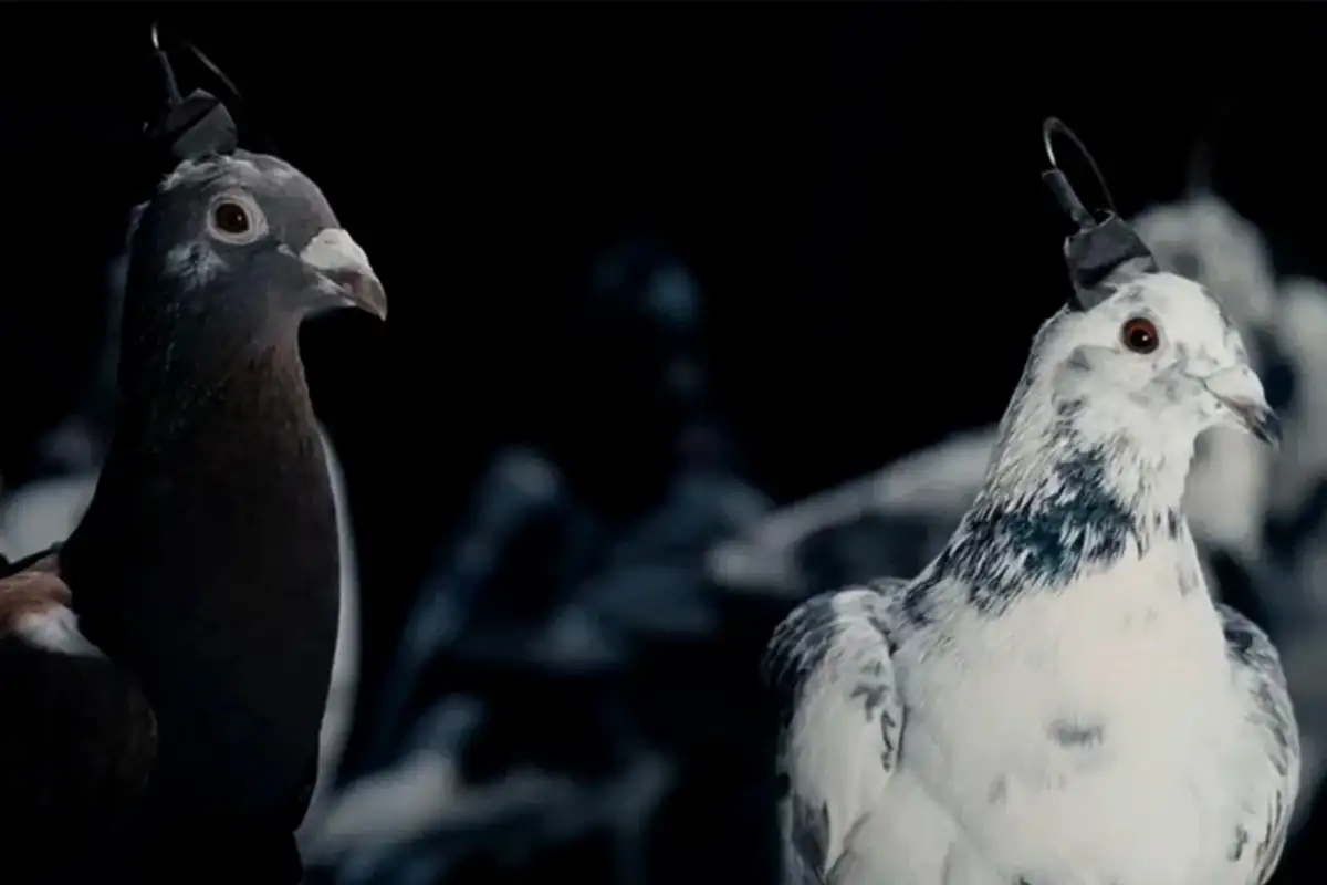 A galamb, amit GPS-szel irányítanak – ilyen egy igazi biokiborg 2025-ben