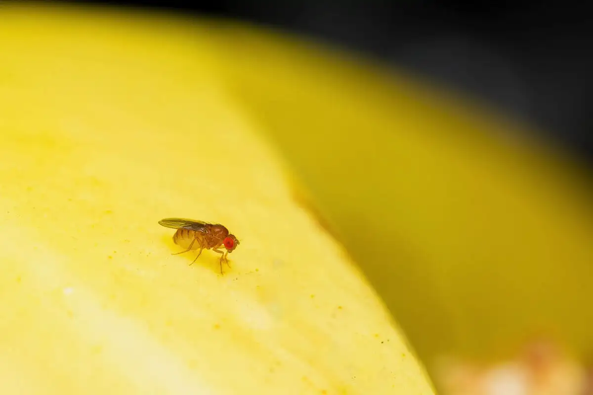 Hogyan űzd el a gyümölcslégyeket a lakásból – 4 varázslatosan egyszerű, teljesen természetes módszer, ami 48 óra alatt csodát tesz