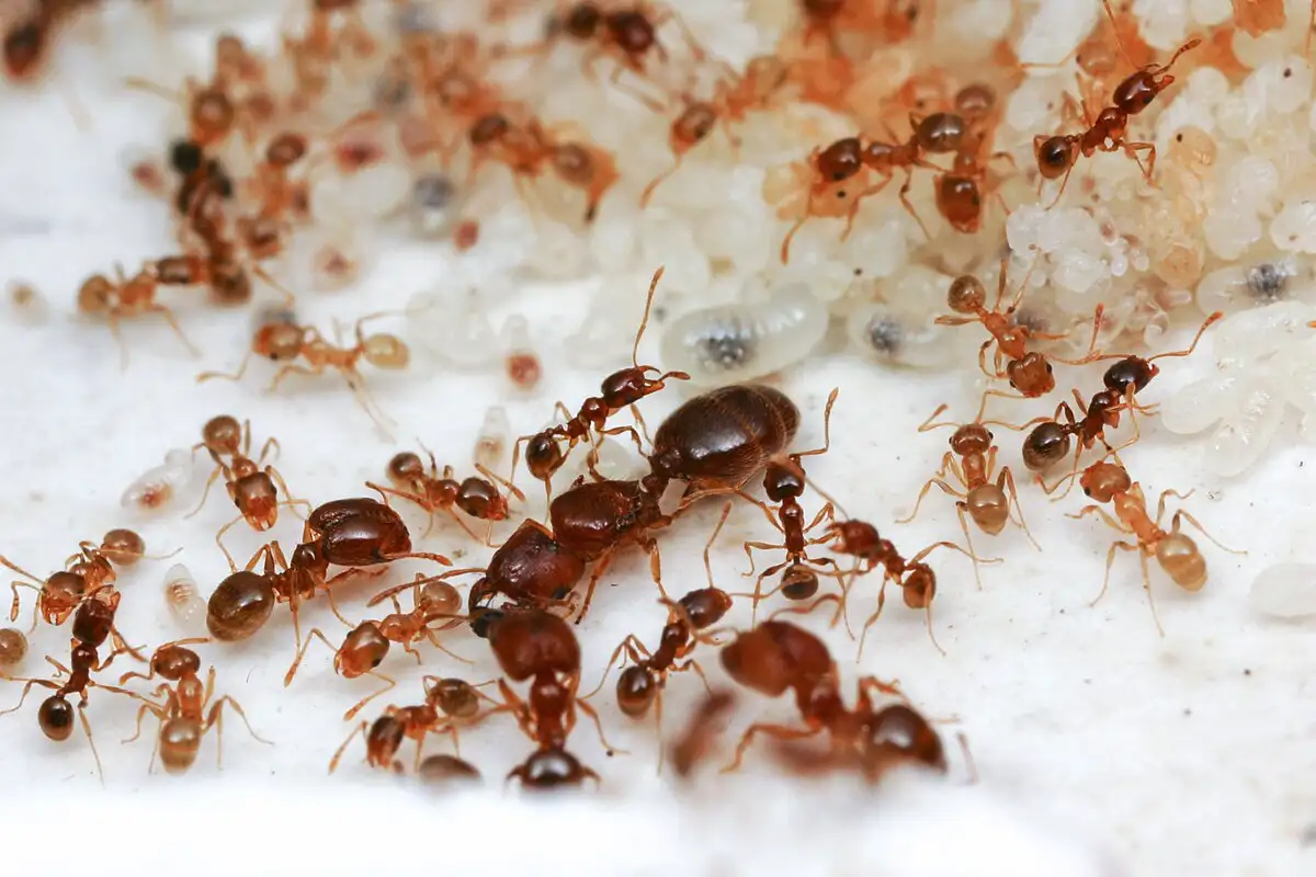 Szörnyű tudományos felfedezés a hangyákról: „Ez olyan, mint egy rémálom”