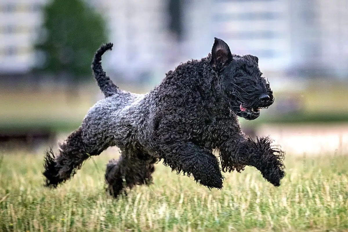 Allergiások kincse – nem hullik, nem szaglik, de nyírni kell: Kerry blue terrier