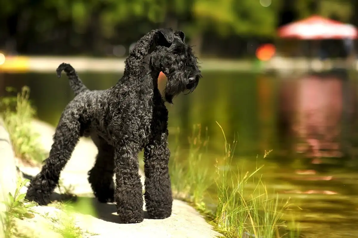 Allergiások kincse – nem hullik, nem szaglik, de nyírni kell: Kerry blue terrier