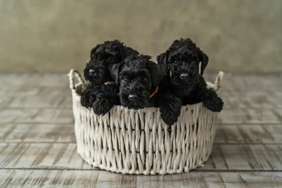 Allergiások kincse – nem hullik, nem szaglik, de nyírni kell: Kerry blue terrier