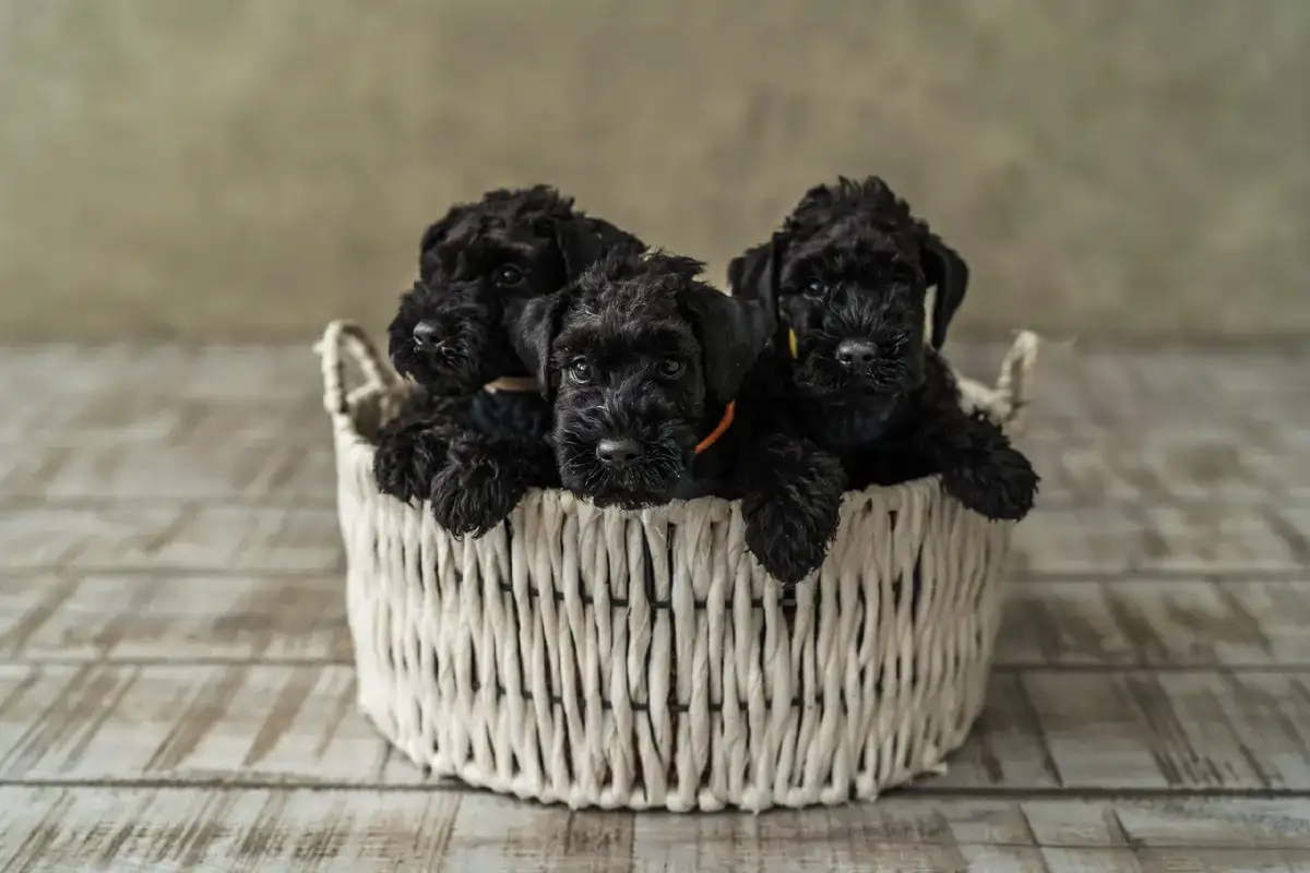 Allergiások kincse – nem hullik, nem szaglik, de nyírni kell: Kerry blue terrier