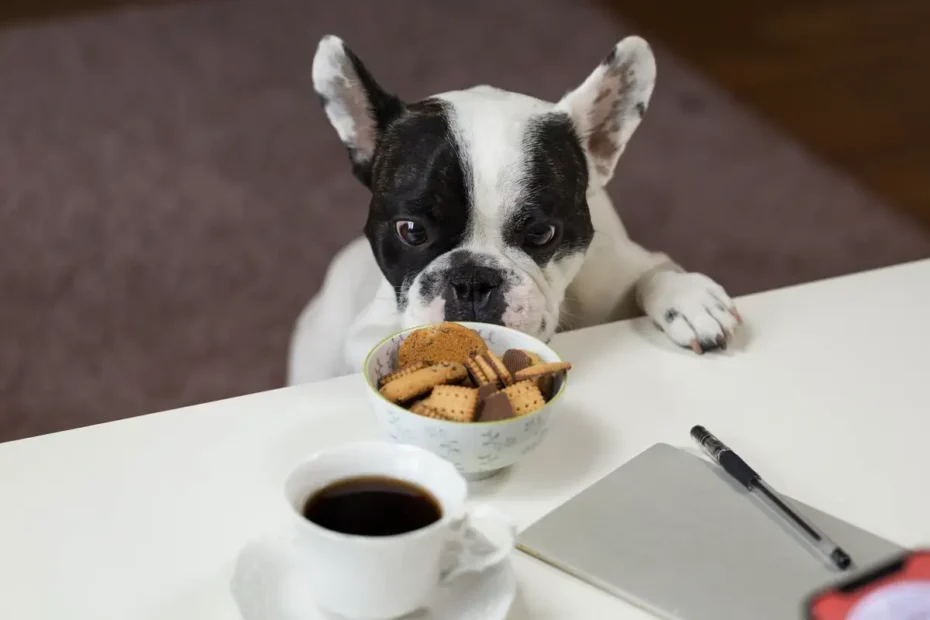 A kutya túl gyorsan eszik? Miért lehet ez halálos veszély