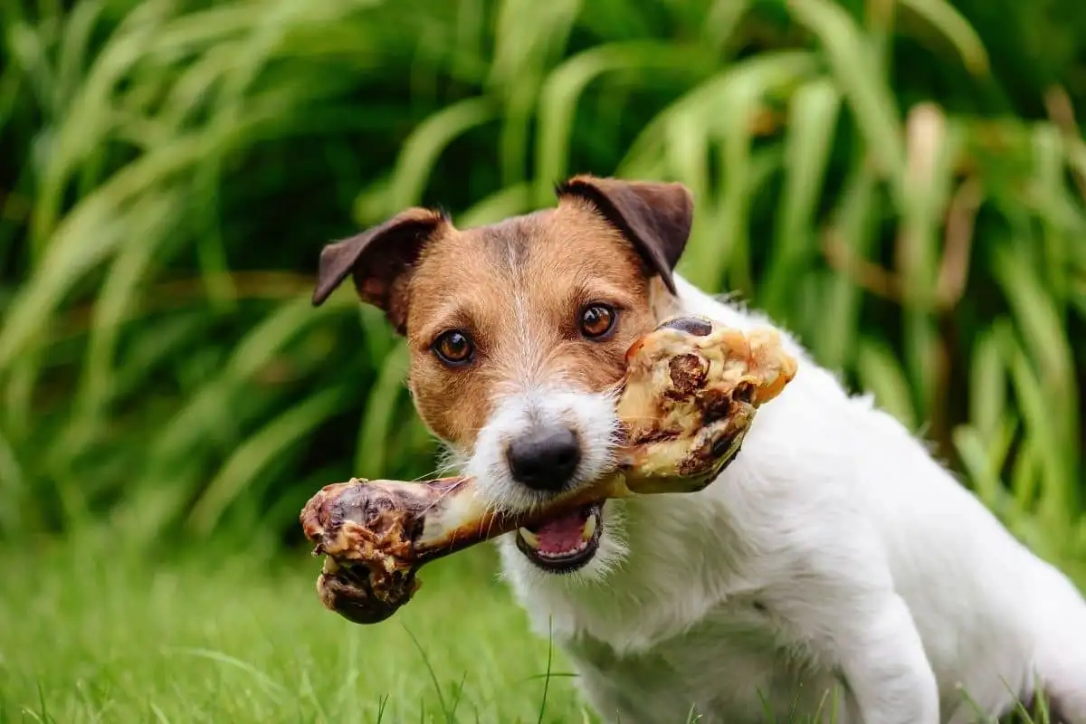 Kutya megette a csöves csontot? Így mentsd meg az életét – lépésről lépésre!