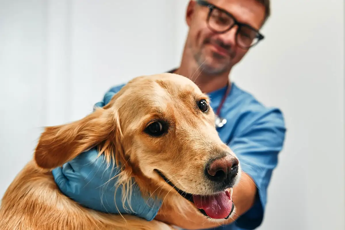 Kutya megette a csöves csontot? Így mentsd meg az életét – lépésről lépésre!