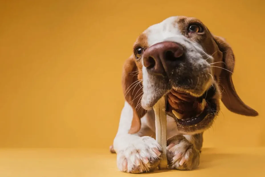 Kutya megette a csöves csontot? Így mentsd meg az életét – lépésről lépésre!