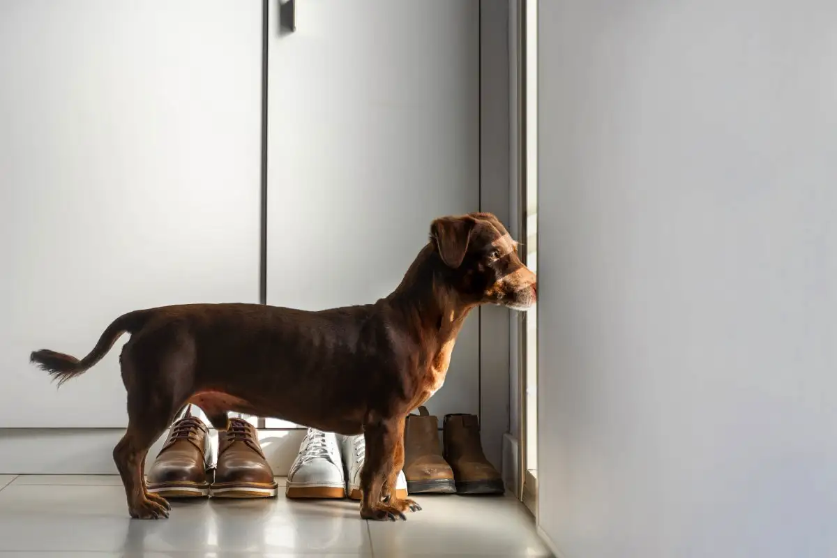 Érzi-e a kutya, hogy jön a gazdi? – Jelek, amik nem csalnak, belső óra + szuperszaglás + intuíció!