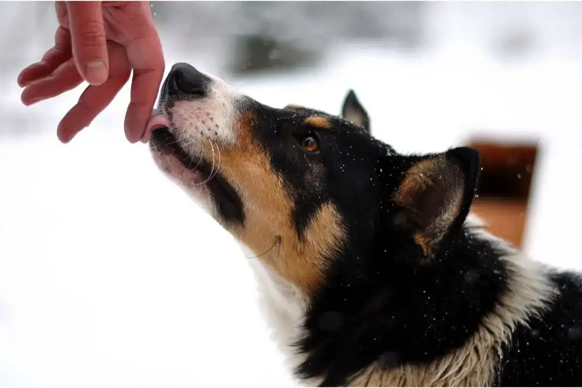 Miért nyalja a kutyád a kezedet – szeretet, stressz vagy valami komolyabb jel?