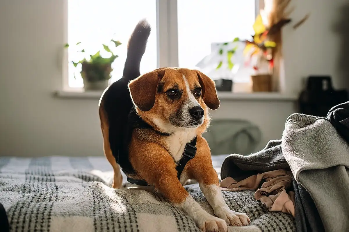 A kutyád kinyújtja az első lábait és felnyomja a popsiját? Ez a viselkedés örömet vagy aggodalmat válthat ki!