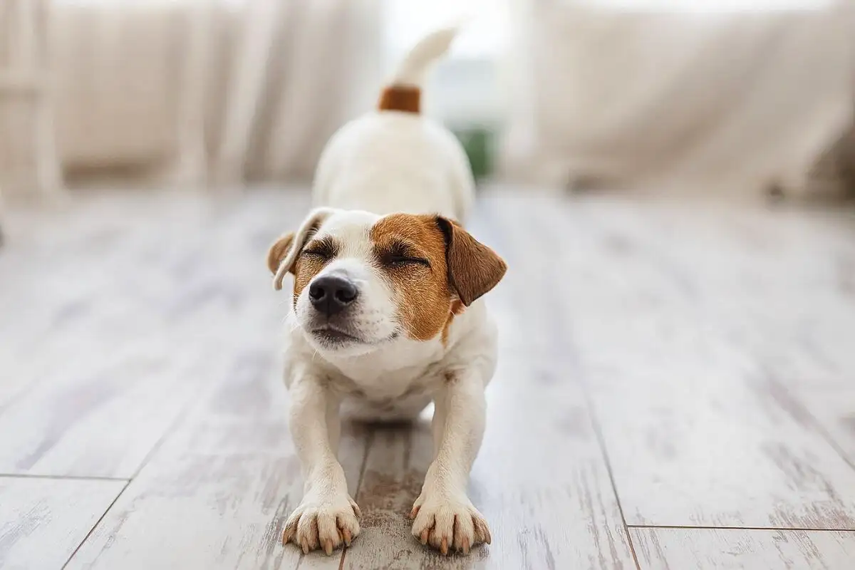 A kutyád kinyújtja az első lábait és felnyomja a popsiját? Ez a viselkedés örömet vagy aggodalmat válthat ki!