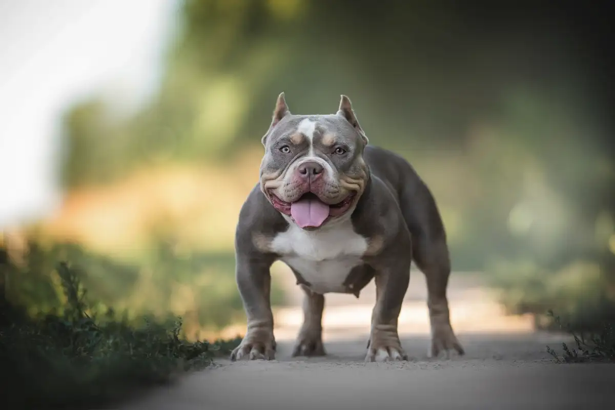 7 kutyafajta, amelyeket leggyakrabban visznek állatorvoshoz