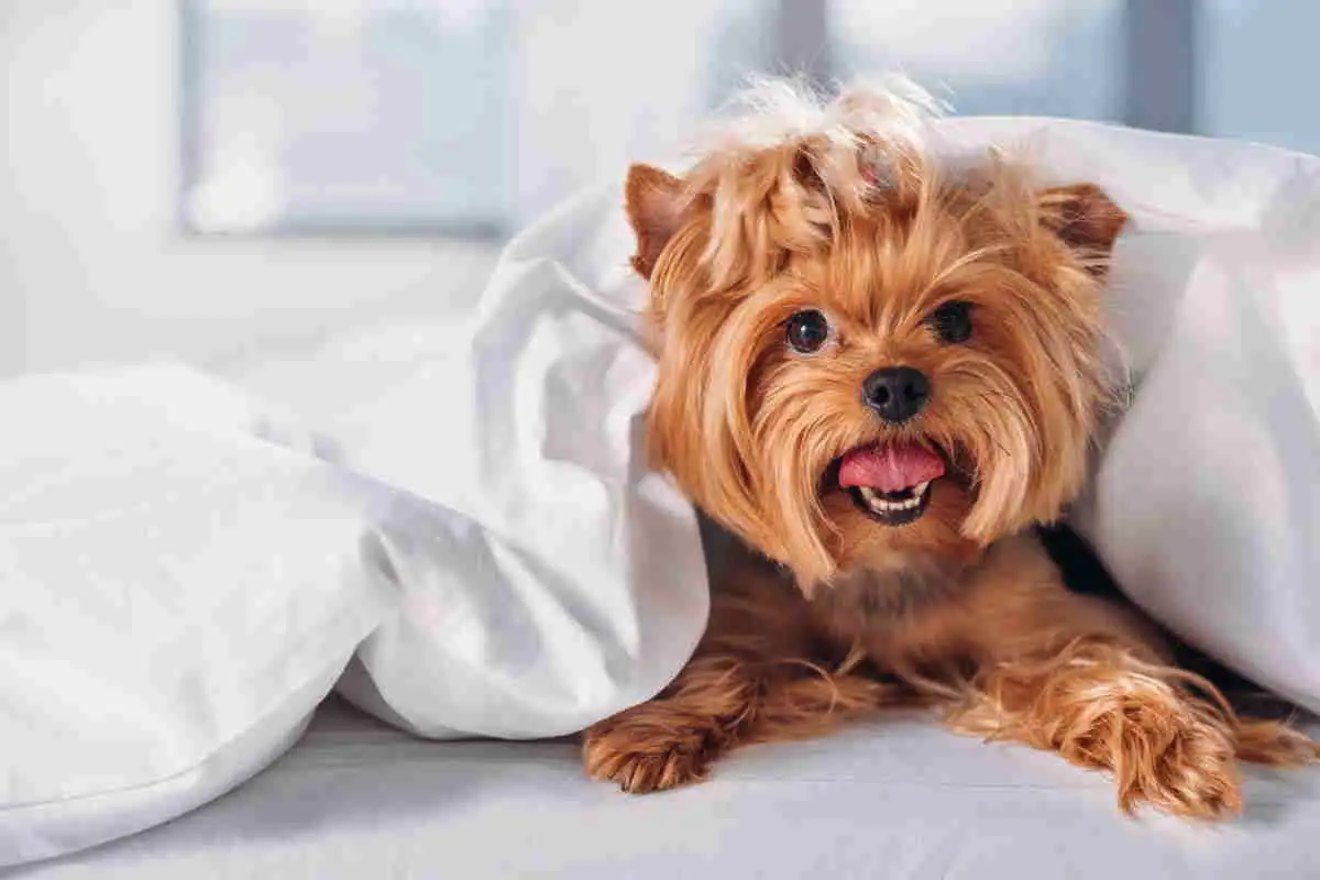 7 kutyafajta, amelyeket leggyakrabban visznek állatorvoshoz