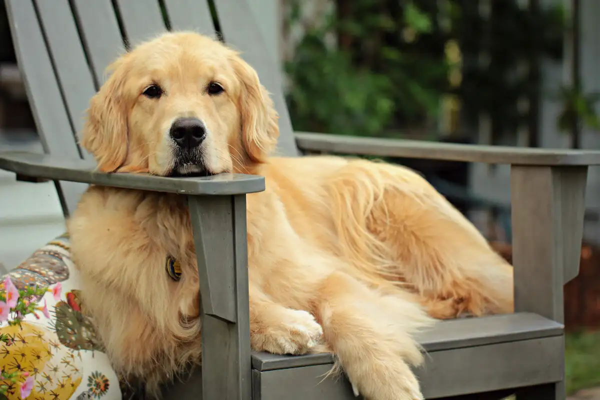 7 kutyafajta, amelyeket leggyakrabban visznek állatorvoshoz