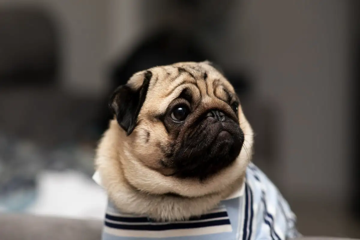 7 kutyafajta, amelyeket leggyakrabban visznek állatorvoshoz