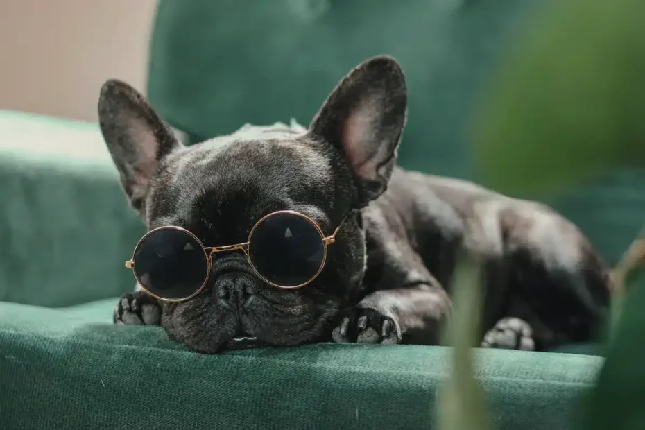 7 kutyafajta, amelyeket leggyakrabban visznek állatorvoshoz