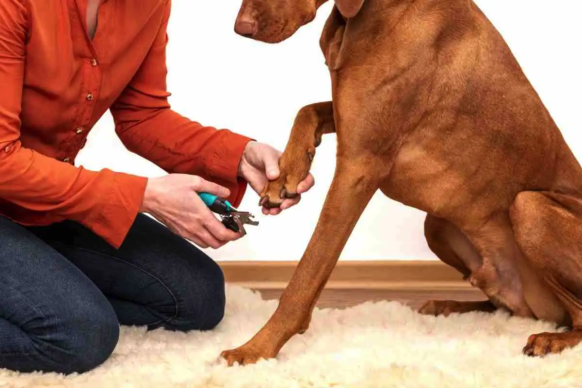 Kutyamanikűr csata: mit tegyél, ha a kutyád nem engedi vágni a karmait? – Teljes útmutató a békés ápoláshoz!