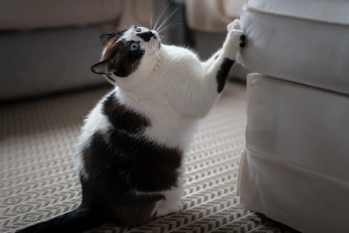 A kanapéd megmenekül – így szoktathatod le végleg a macskát a karmolásról, bántás nélkül