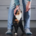 Miért választ ki a macska egy embert, és miért kerüli a másikat? – Így dönt a cica, kit szeret