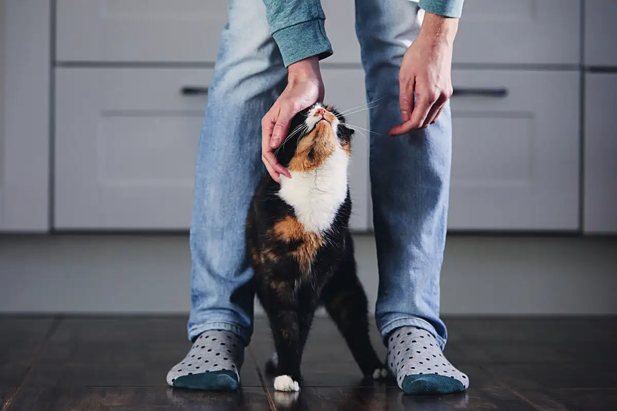 Miért választ ki a macska egy embert, és miért kerüli a másikat? – Így dönt a cica, kit szeret