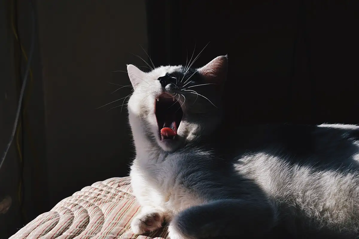 Miért nyávog a macska ok nélkül, és járkál a lakásban – ne hagyd figyelmen kívül ezeket a jeleket!