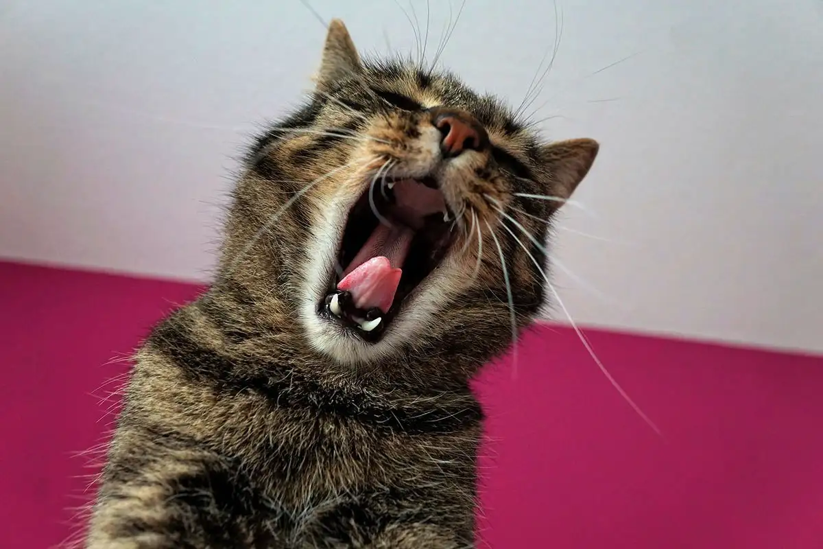 Miért nyávog a macska ok nélkül, és járkál a lakásban – ne hagyd figyelmen kívül ezeket a jeleket!