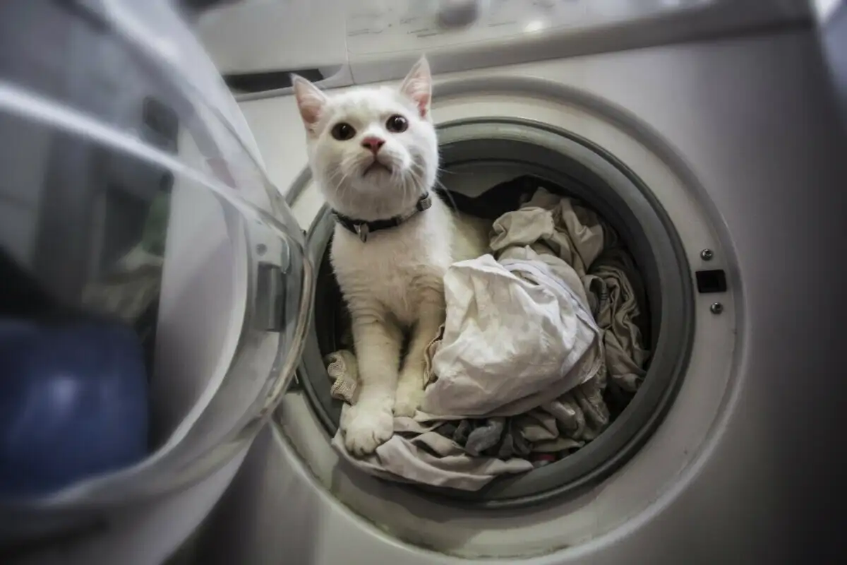 Miért nem tudnak ellenállni a macskák a frissen mosott ruhának? Állatorvosok elárulták a 4 igazi okot