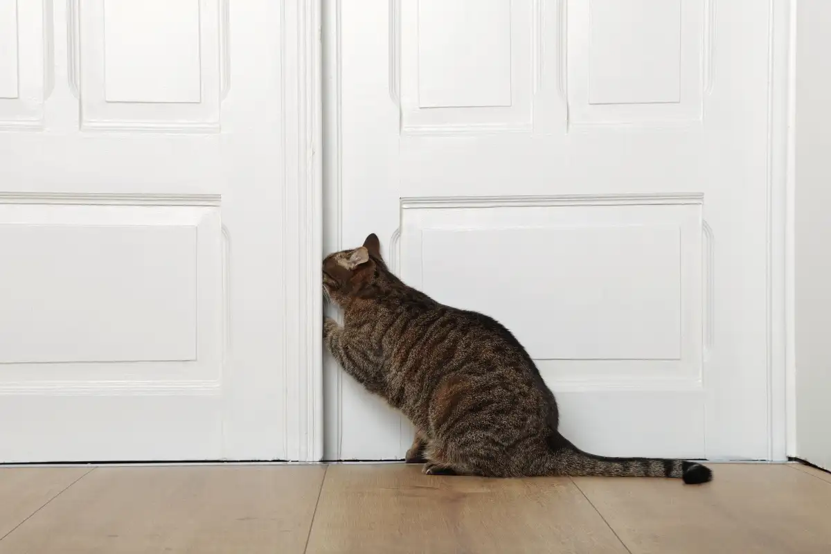 Miért utálják a macskák a zárt ajtókat? 5 igazi ok, amit minden gazdi látott már