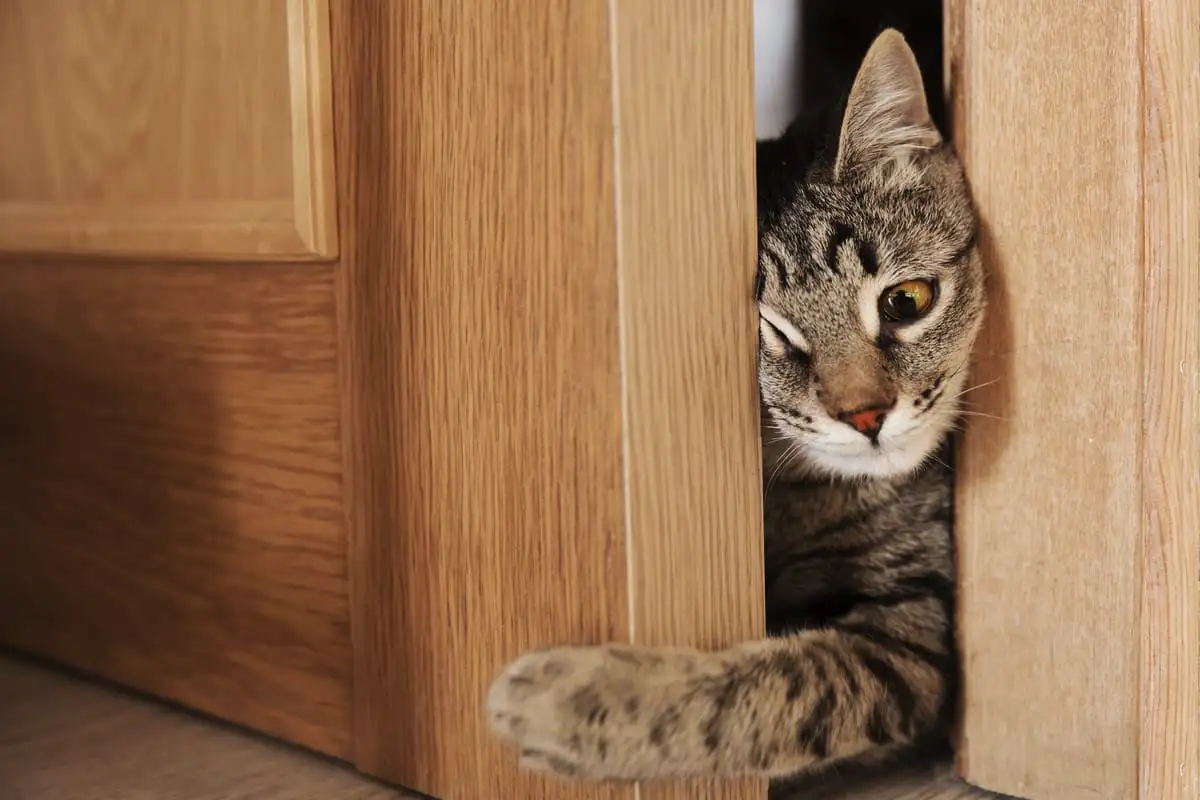 Miért utálják a macskák a zárt ajtókat? 5 igazi ok, amit minden gazdi látott már