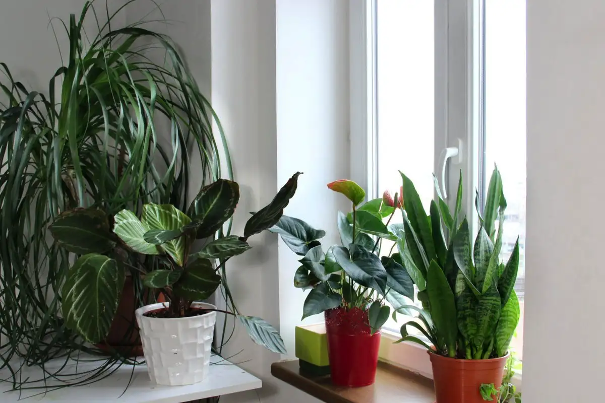 Majonéz a növényeken? Váratlan haszna