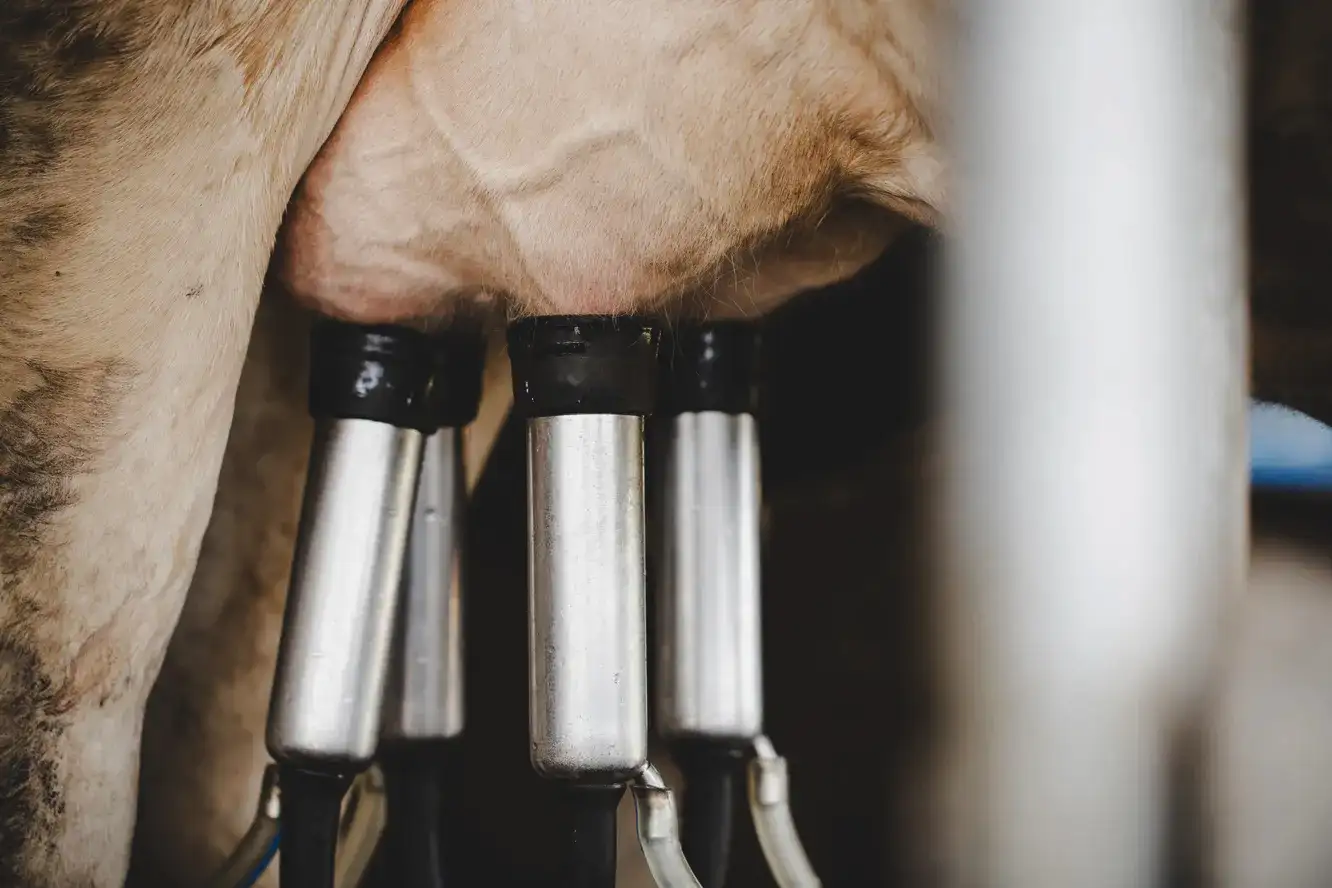 Neuroagrokultúra: a tehénagy munkája új evolúciós lépcsőfok lehet az állattenyésztésben!