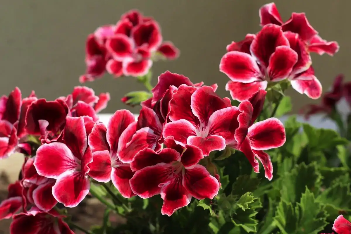 5 növény, ami imádja a napfényt és nem fog megsértődni, ha néha elfelejted meglocsolni