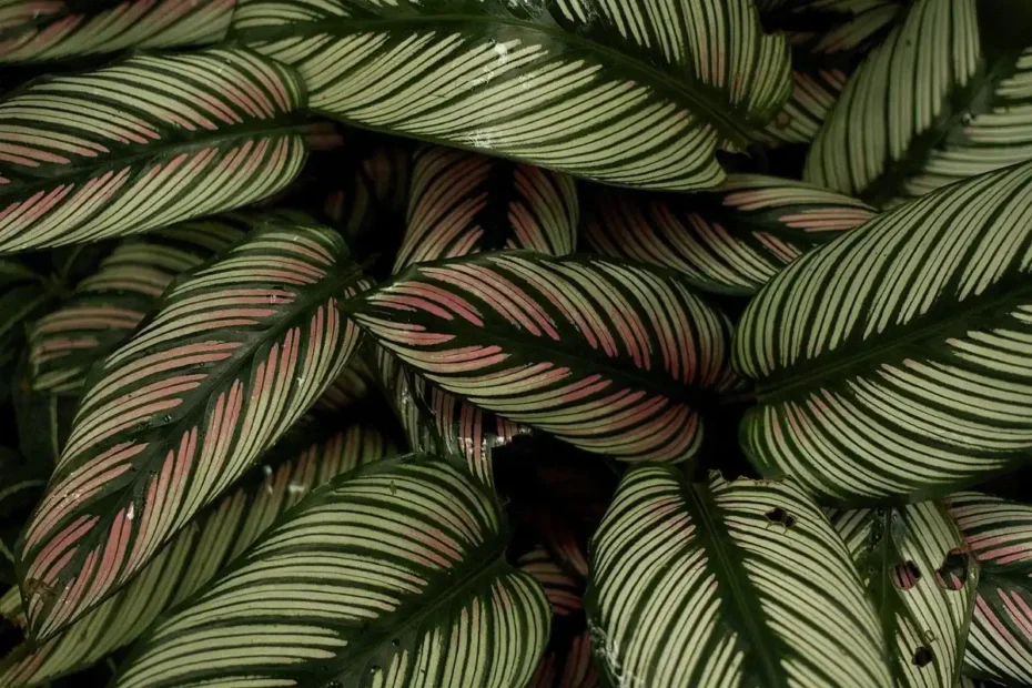 Ezek a növények varázsolják a fürdőszobádat igazi luxus-spává – ablaktalanul is tökéletesek